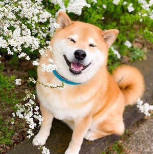 Meet your Posher, Paul